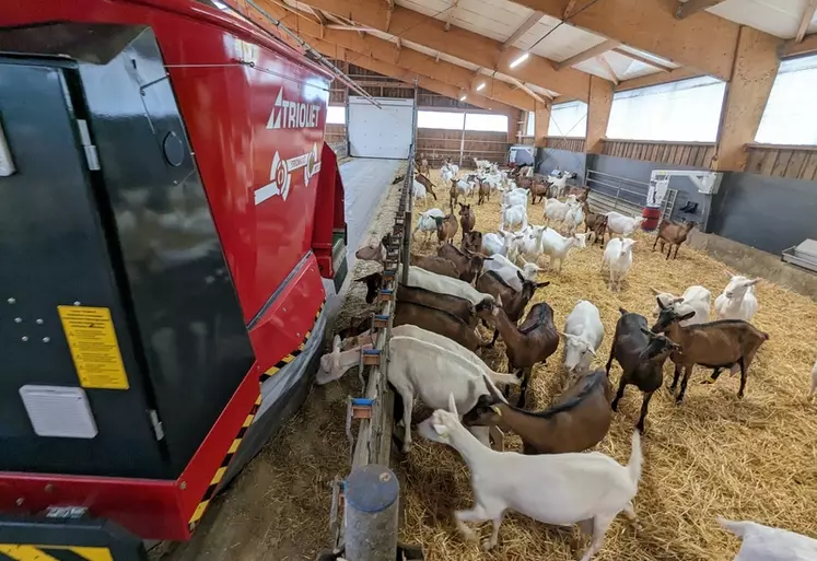 Les robots d'alimentation permettent d'automatiser la distribution des fourrages et des concentrés au troupeau.