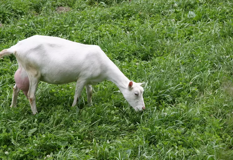 Chèvre au pâturage en Lozère
