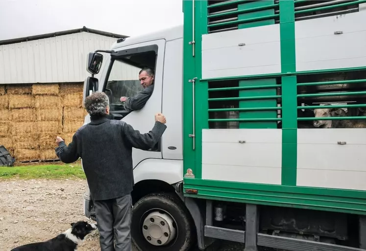 Transport d'animaux vivants. camion bétaillère. ovins. chargement. éleveur et chauffeur de camion. discussion. agriculteur et chien. cour de ferme.