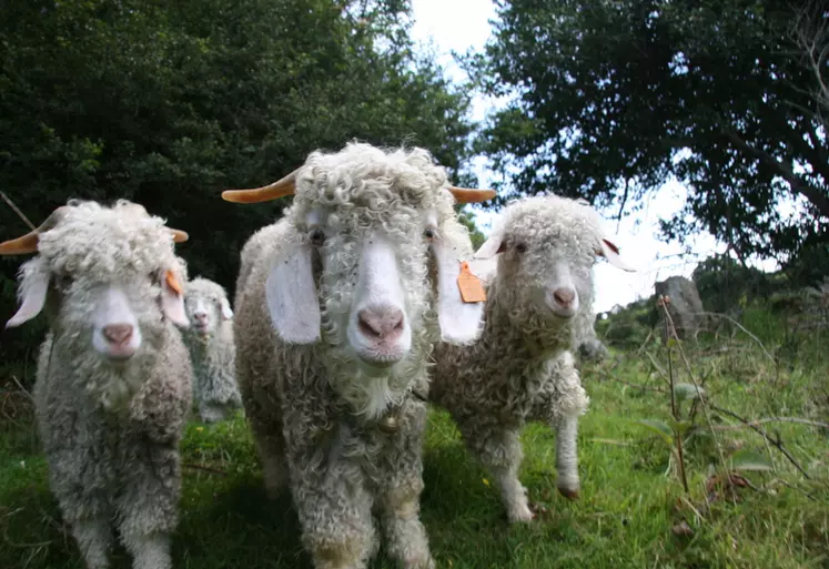 Chèvres angoras dans la Manche