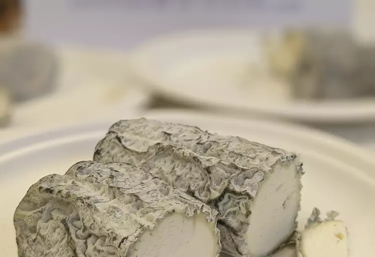 Fromage sainte maure de touraine AOP