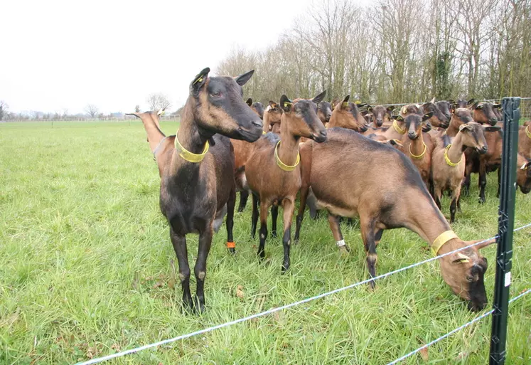 Chèvres au pâturage 