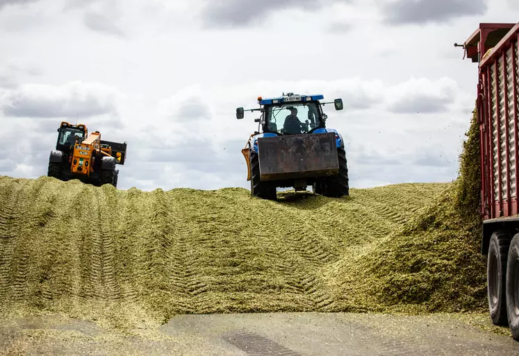 Tassage du silo d'ensilage