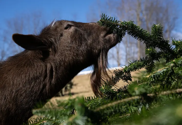 <em class="placeholder">Chèvre broutant un sapin de Noël recyclé</em>