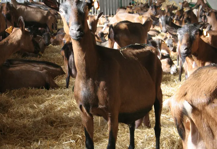 Chèvre alpine en bâtiment en Aveyron