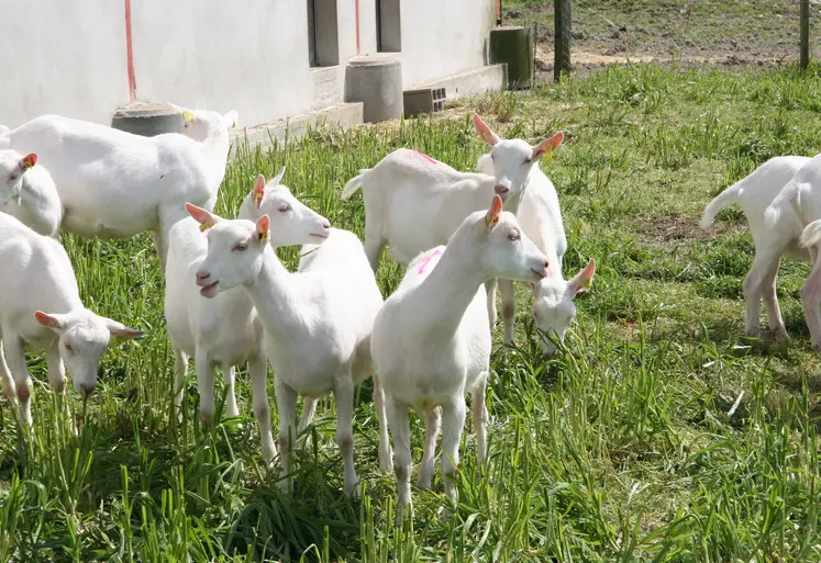 Chevrettes saanen au pâturage