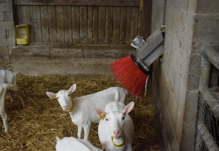 <em class="placeholder">Des chèvres utilisent des brosses pour leur bien-être.</em>