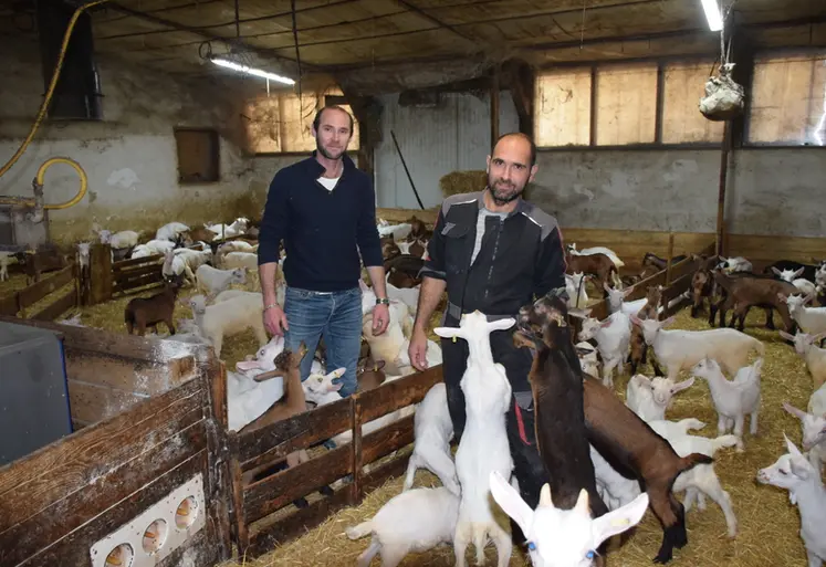 <em class="placeholder">Benoit et Remy Simiand au milieu des chevreaux
</em>