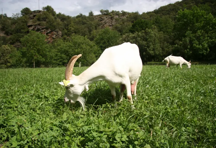 Chèvre saanen au pâturage en Lozère 
