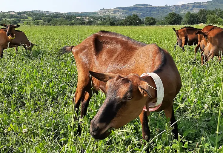 Chèvre au pâturage dans de la chicorée