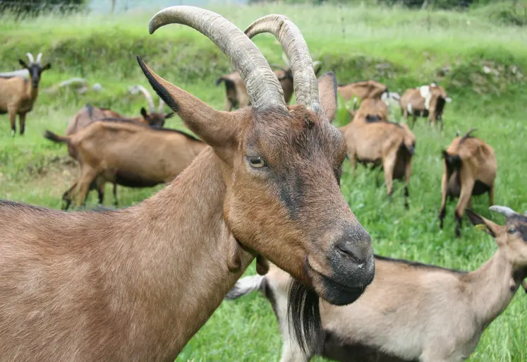 Chèvre cornue dans les Alpes-Maritimes