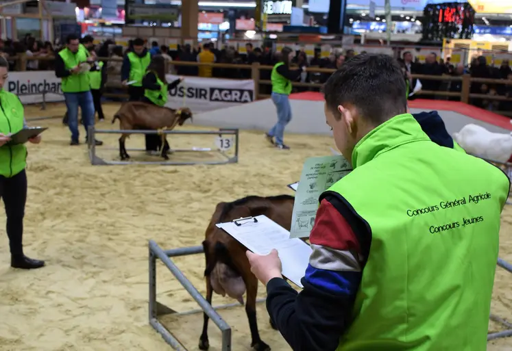 Concours de jugement des chèvres par les jeunes au salon de l'agriculture