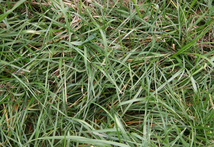 Herbe de mars