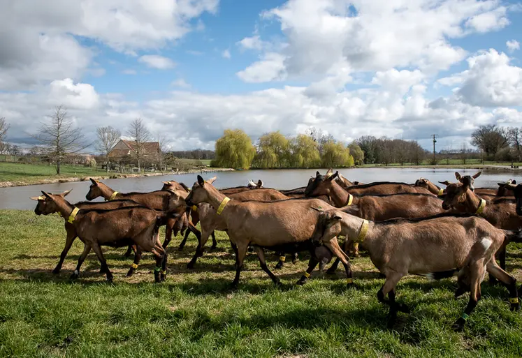 <em class="placeholder">Des chèvres à Rians en mars 2021</em>