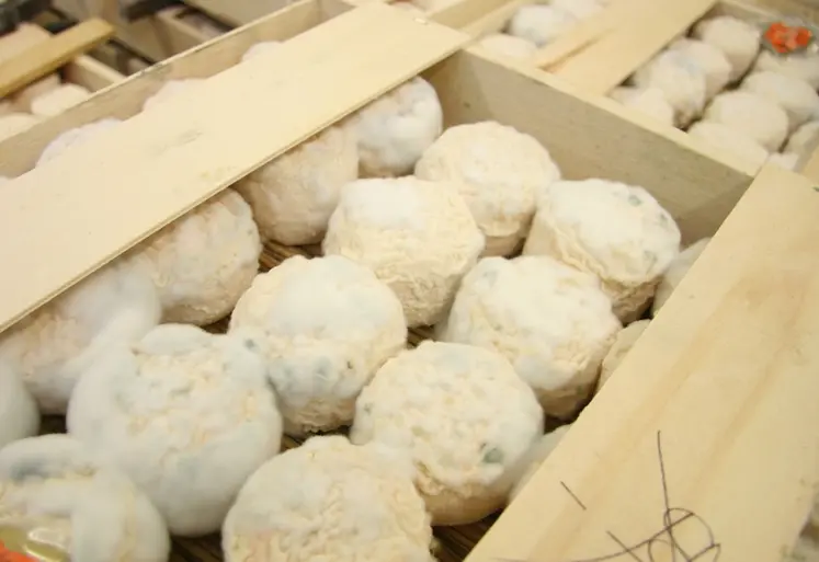 <em class="placeholder">Fromages de chèvre en caisse</em>