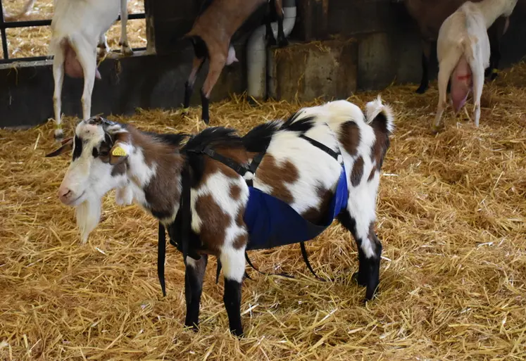 <em class="placeholder">un bouc avec un tablier</em>