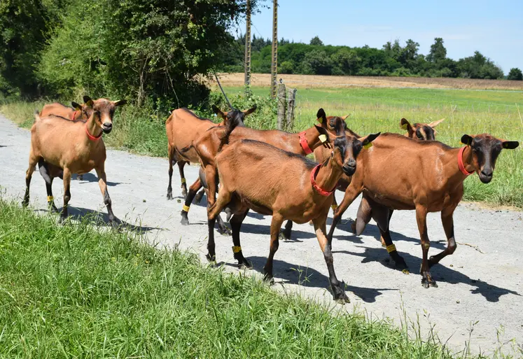 Chèvre alpine sur la route du pâturage