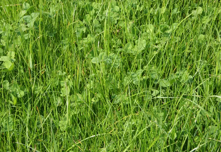 Ray-grass anglais et trèfle blanc fin mai en Bretagne