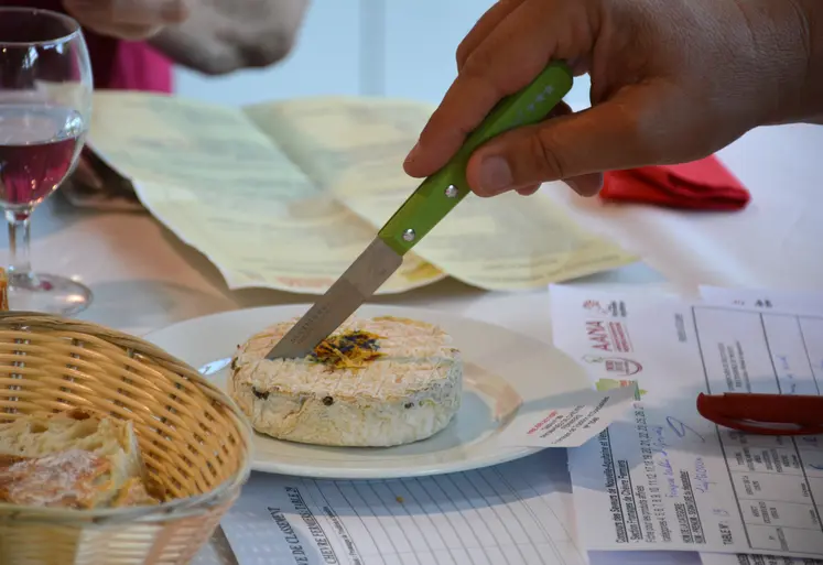 Fromage en train d'être coupé lors du Concours Saveurs Nouvelle-Aquitaine des fromages de chèvre fermiers et artisanaux 