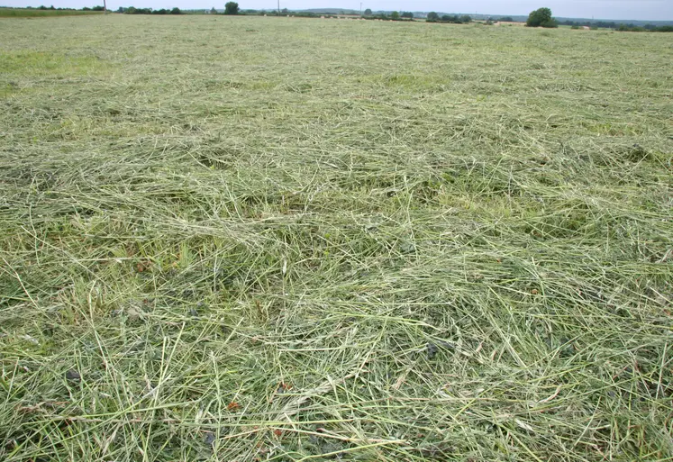 Herbe fauchée en juin 
