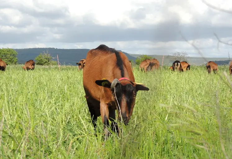 <em class="placeholder">Chèvre au pâturage en Ardèche </em>