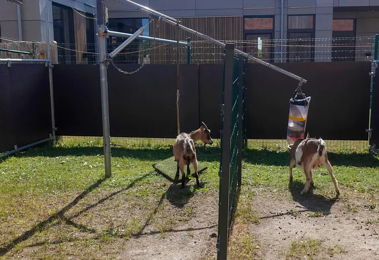 <em class="placeholder">Dispositif expérimental et deux chèvres</em>