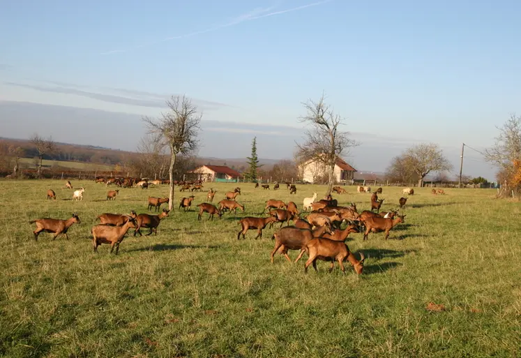 <em class="placeholder">chèvres au pâturage</em>