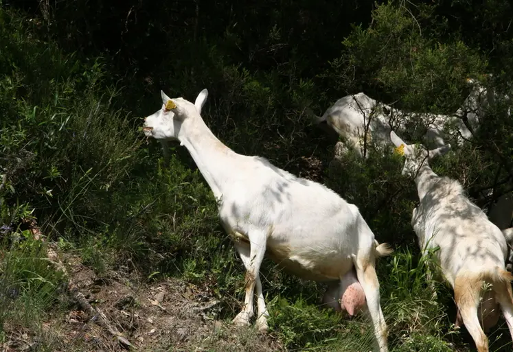 <em class="placeholder">Chèvre saanen à la lisière d&#039;une forêt</em>