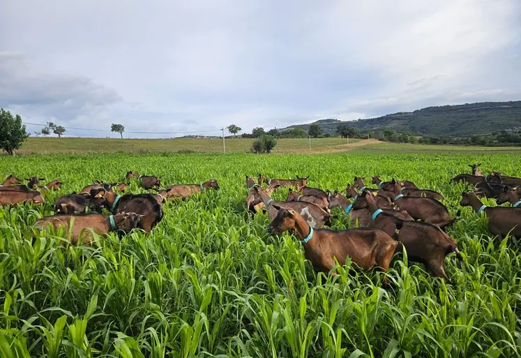 <em class="placeholder">Chèvres alpines au pâturage dans le sorgho</em>