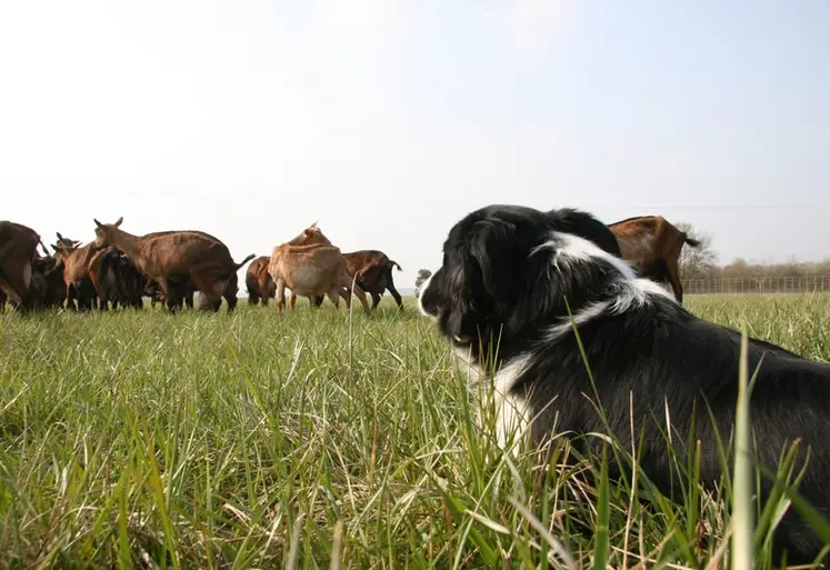 <em class="placeholder">Chien de conduite de troupeau devant un troupeau de chèvres</em>