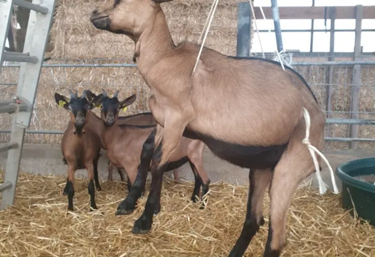 <em class="placeholder">Pesée des chevrettes</em>