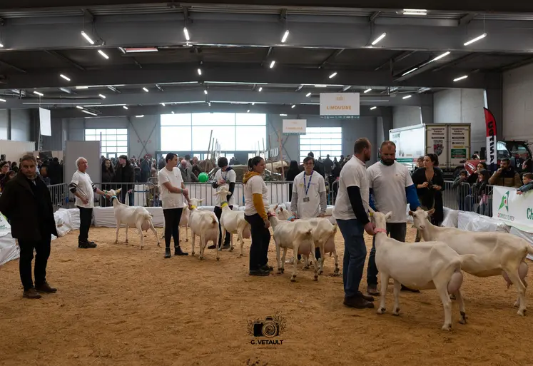 Concours de chèvres à Ferme Expo Tours 2024