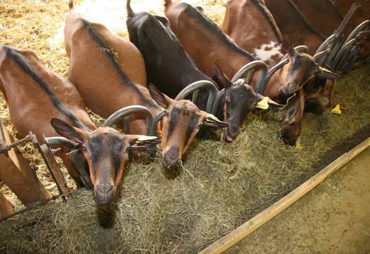 <em class="placeholder">Chèvres alpines en Haute-Savoie</em>