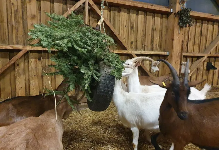 <em class="placeholder">Les chèvres mangent un sapin suspendu dans la chèvrerie.</em>