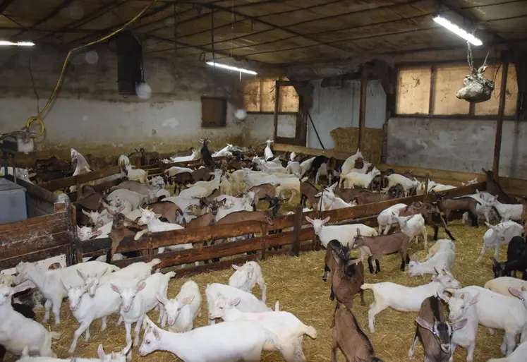 <em class="placeholder">Engraissement des chevreaux</em>