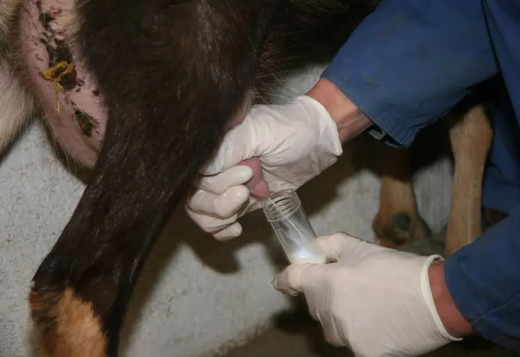 <em class="placeholder">Prélèvement de lait sur le site Inrae d&#039;Avord à côté de Bourges</em>