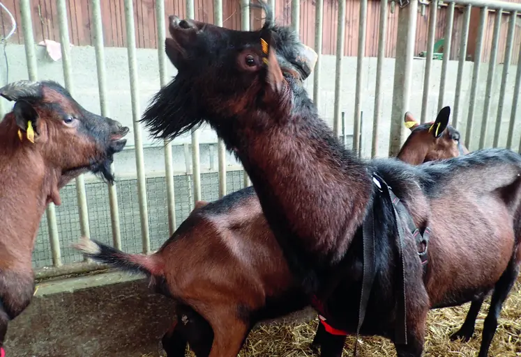 Bouc équipé de tablier