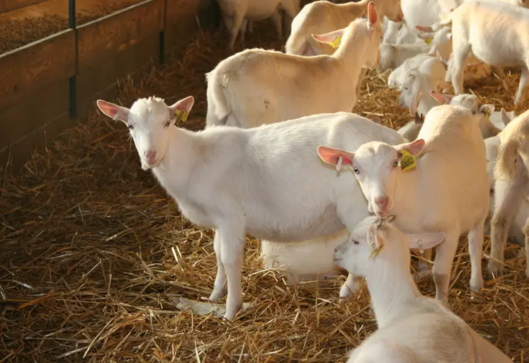 <em class="placeholder">Chevrettes saanen</em>