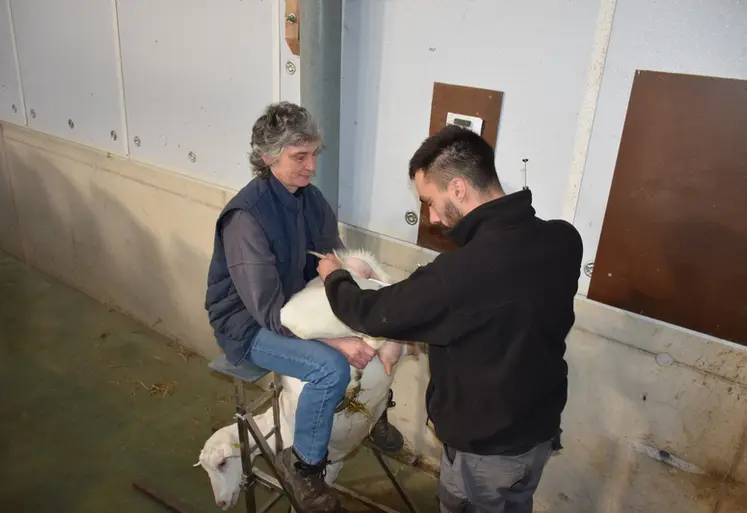 <em class="placeholder">Insémination d'une chèvre par l'éleveur</em>