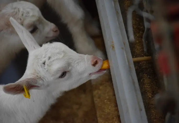 <em class="placeholder">Chevrette tête à la louve</em>