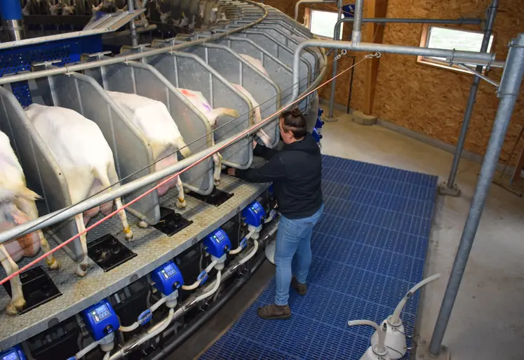 Traite des chèvres saanen avec une salle de traite rotative