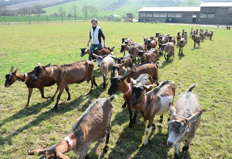 Chèvres alpines et éleveuse dans l'Yonne
