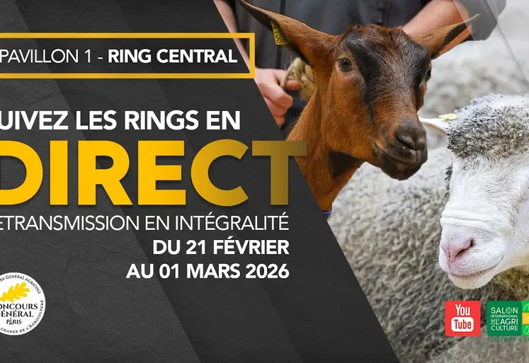 Suivez les rings en direct
