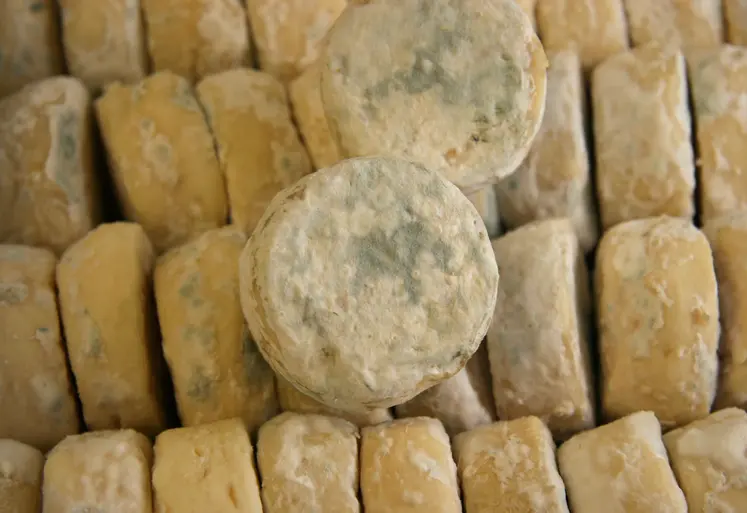 Fromage Rigotte de Condrieu AOP