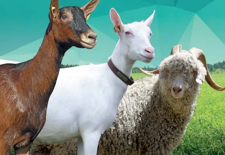 Chèvres alpine, saanen et angora sur le catalogue Capgènes 2026