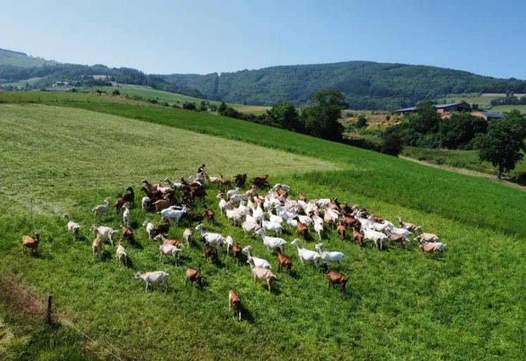<em class="placeholder">Troupeau de chèvres vu de drone</em>