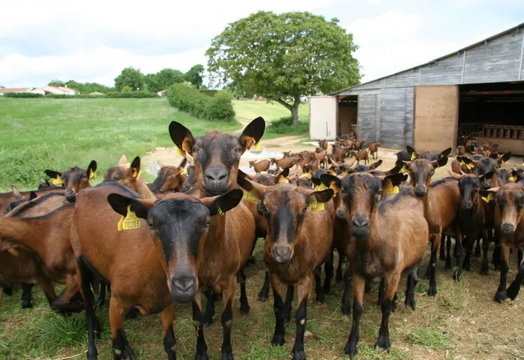 <em class="placeholder">Chèvres alpines à l'extérieur </em>