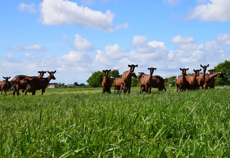 <em class="placeholder">Chèvres alpines au pâturage</em>
