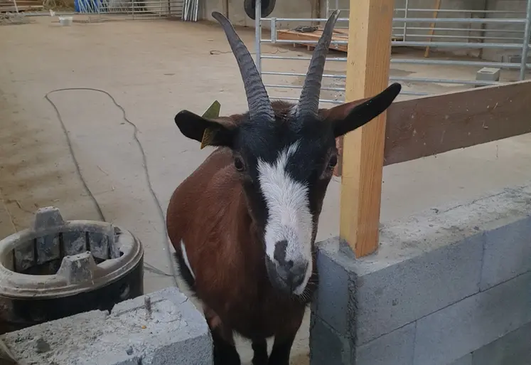 <em class="placeholder">Chèvre au milieu de la chèvrerie en travaux</em>