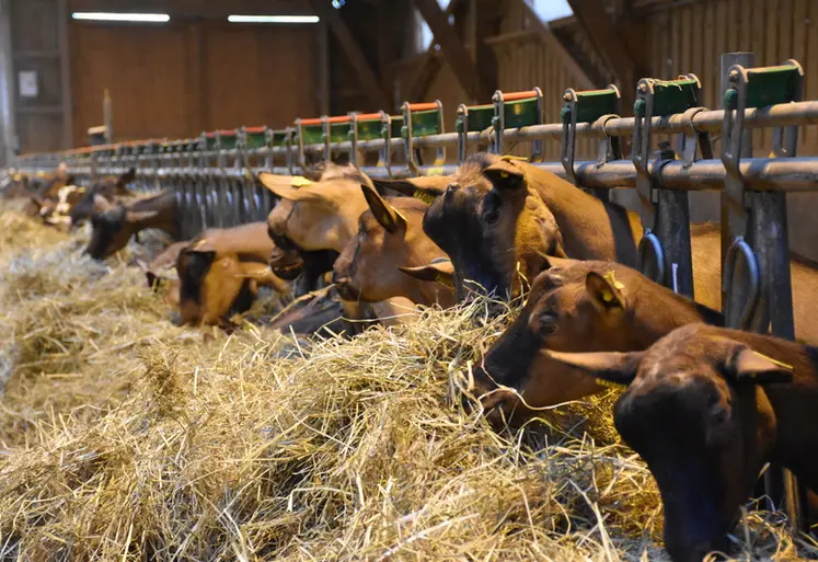 <em class="placeholder">Chèvres alpines mangeant du foin</em>